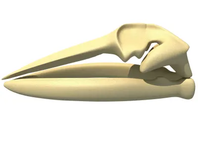 Fin Whale Skull 3D model