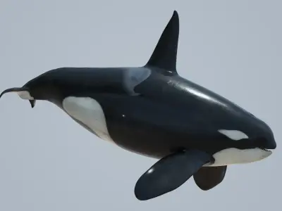 Killer whale rigged and animated for Cinema 4d Low-poly 3D model