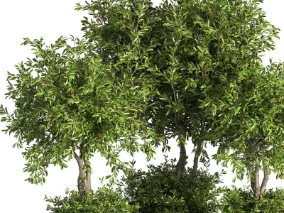 Outdoor Plants tree 10 3D model