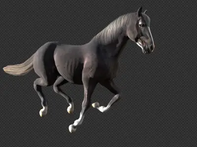 Animated Black Horse Low-poly 3D model