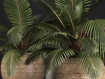 Decorative palm tree in the basket 3D model