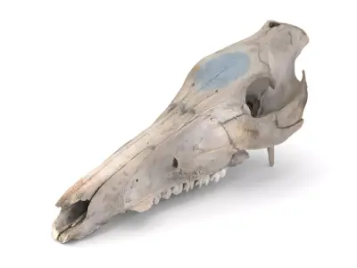 Boar Skull 3D model