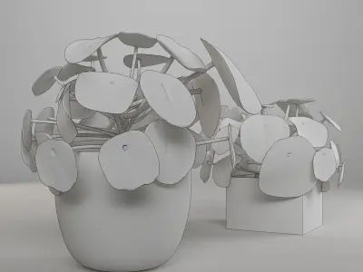 Interior small plant of pilea peperomioides   3D model