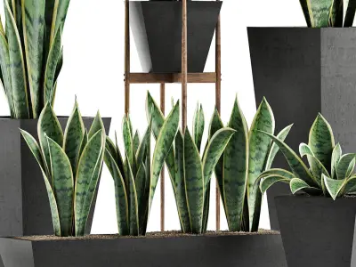 Plants Collection 29 3D model