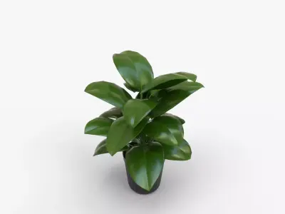 Peace Lily In Grower Pot Low-poly 3D model