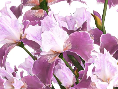 Solemn bouquet of purple Iris flowers in a glass vase 379 3D model