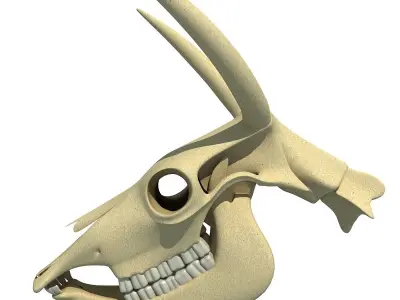 Horn Cow Skull 3D model