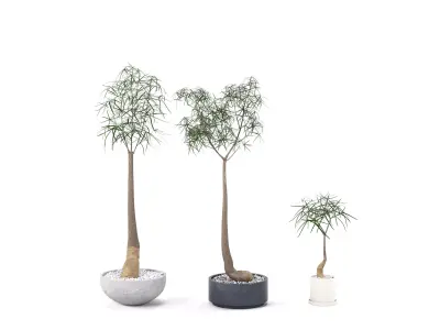 Plant Bottle Tree 1 - Brachychiton Rupestris 3D model