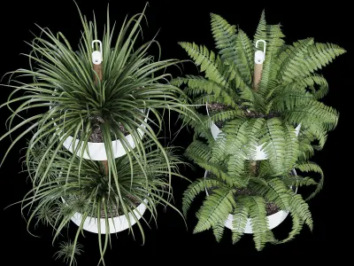 Bittergurka fern plants in hanging planter 3D model