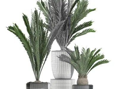 Decorative Cycas palm in a black flowerpot 623 3D model