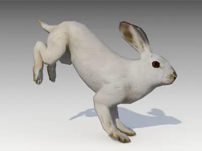 Arctic hare Low-poly 3D model
