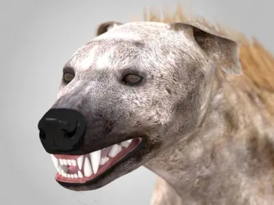 Spotted Hyena Low-poly 3D model
