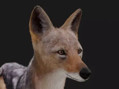 Black Backed Jackal Fur 3D model