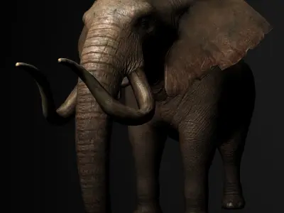 Elelphant 3D model rig Low-poly 3D model