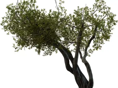 Twisted Ancient Tree Low-poly 3D model