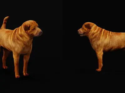 Shar Pei Dog Low-poly 3D model