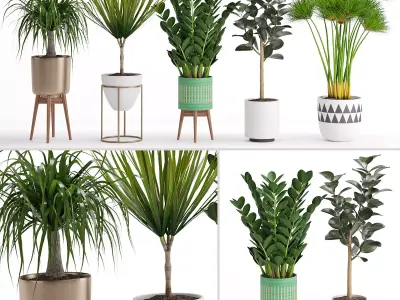 Houseplant 29  3D model