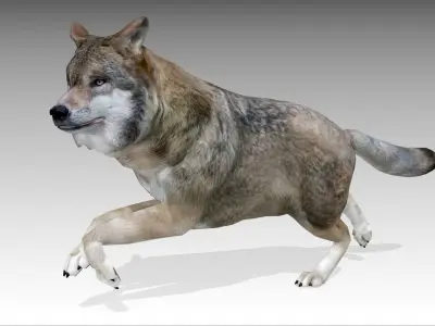 Gray wolf Low-poly 3D model