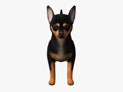 Chihuahua dog Low-poly 3D model