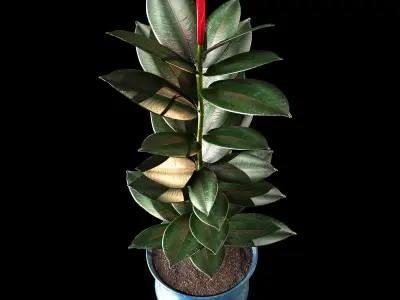 ficus plant 3D model