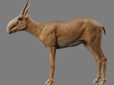 Saiga Antelope Without Bone Low-poly 3D model