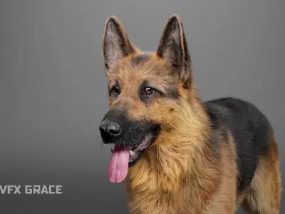 German Shepherd Rig - MAYA 3D model