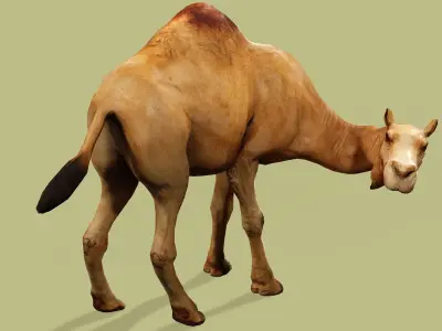 CAMEL RIGGED ANIMATED 10 Low-poly 3D model