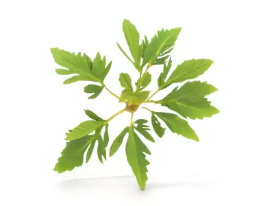 Green Herbaceous Plant model pack Low-poly 3D model