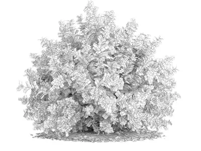 Small Boxwood Plant Buxus sempervirens 3D model