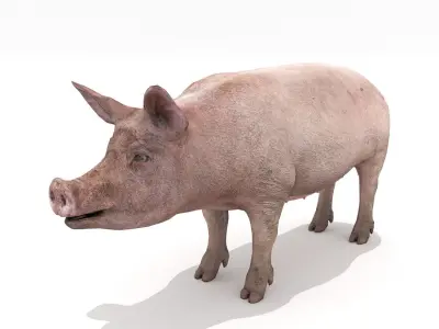 Pig - Realistic Low-poly 3D model