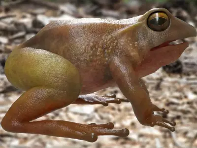 Frog rigged model 3D model