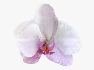 Phalaenopsis Orchid Bloom 3D model