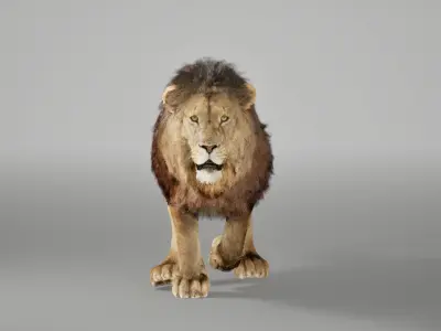 Lion Animated FUR UNREAL project  Maya base rig 3D model