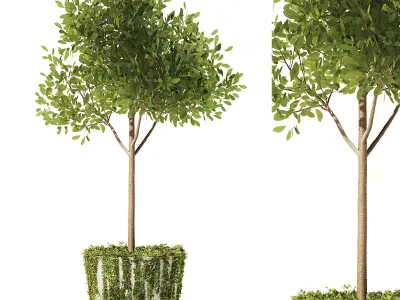 Olive With Ivy Plant Set1 3D model