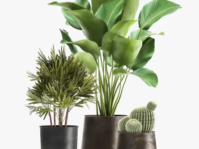 Banana palm in a rust pot for the interior 1038 3D model