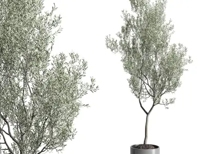 Olive Tree in concrete vase indoor collection 3D model