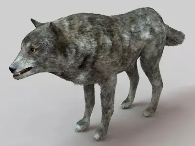 Gray Wolf Low-poly 3D model buy