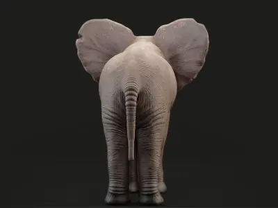 Elephant Baby Rigged 8K Low-poly 3D model
