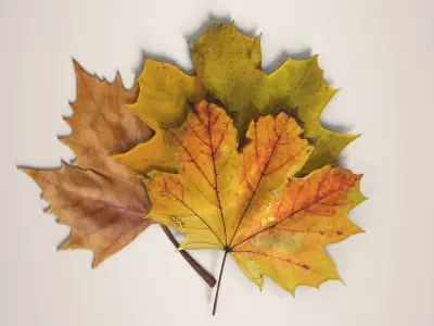 Autumn Maple Leaves Low-poly 3D model