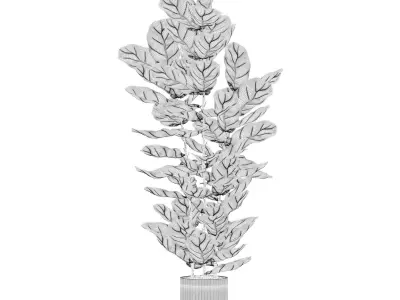 Ficus lyrata in modern flower pot 3D model order