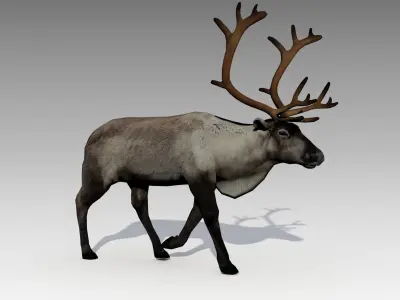 Reindeer Animated Low-poly 3D model