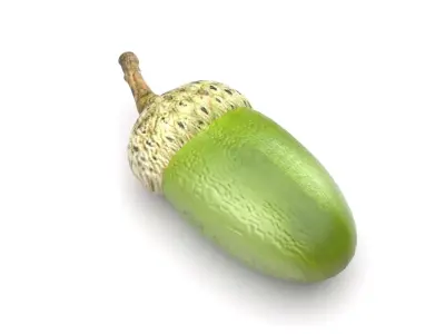 Acorn 3D model