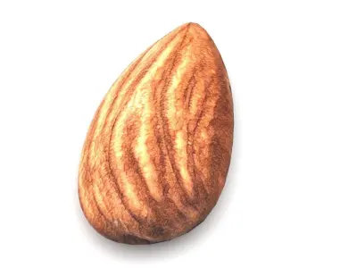 Almond 3D model