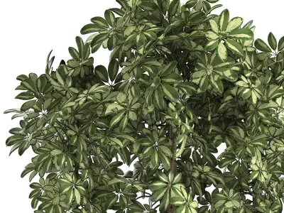 Decorative Schefflera in flowerpots 764 3D model