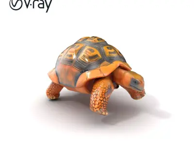 Galapagos Tortoise Realistic Texture model pack Low-poly 3D model