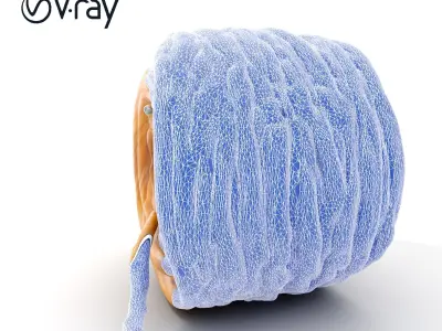 Coiled Rope D Model Pack Low-poly 3D model