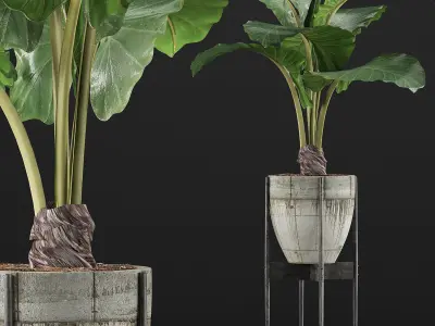 Plants Collection 77 3D model