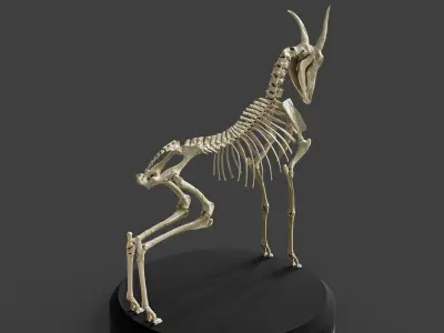 Realistic Goat Skeleton 3D model