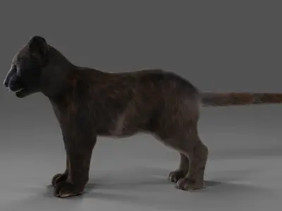 3D Fur Baby Black Panther NO Rigged in Blender Low-poly 3D model