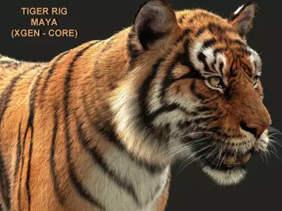 Bengal Tiger Rigged Xgen core 3D model